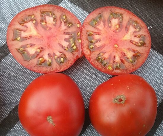 Гном Тасманский шоколад